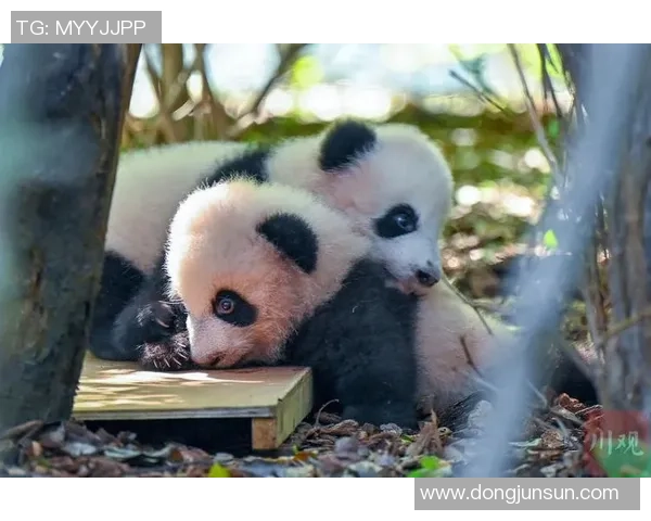 足球巨星观赏大熊猫萌态尽显 引发全球网友热议与喜爱